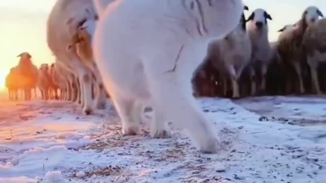 Boss cat 🐱 cute kitten