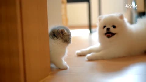 Raising = like = a = Munchkin = # = kitten = and = a = # = Pomeranian = puppy = - = from = day
