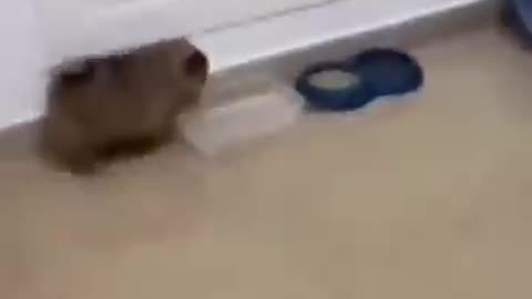Funny videos of animal
