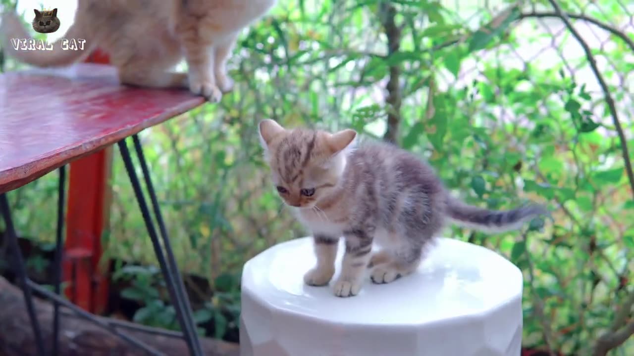 Quality Animal Footage - Cats and Kittens Beautiful Scenes_ Viral Cat