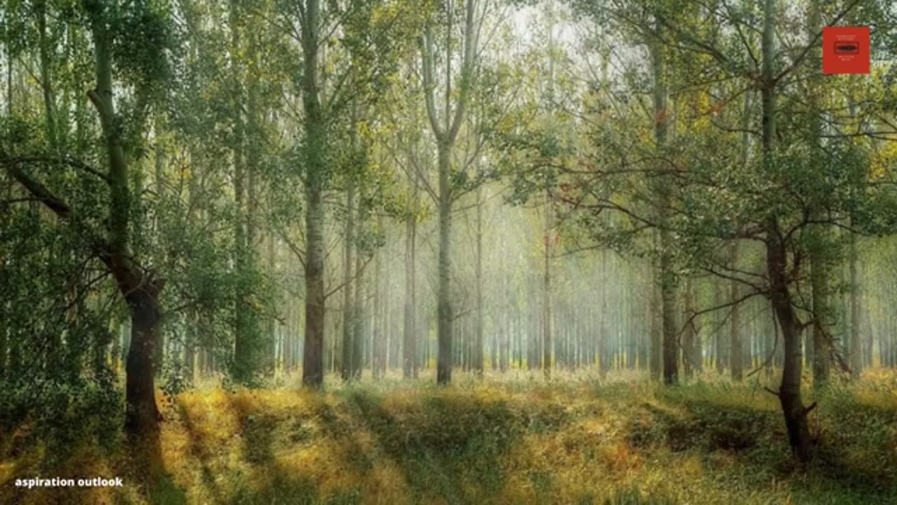 Relaxing Music | Sleeping, Meditation, Stress Relief | [7097] ⭐️