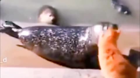 Cat vs Seal