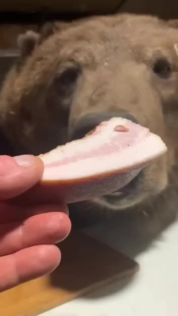 Bears as pets for the love of God