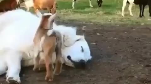 Happy Goats