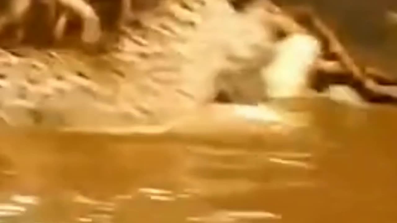 Onça Pintada VS Jacaré! Ataque Rápido e Fatal! Música de fundo.