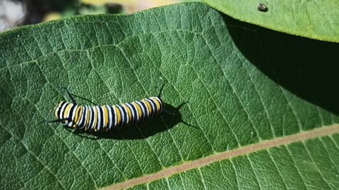 Monarch Butterfly Caterpillar