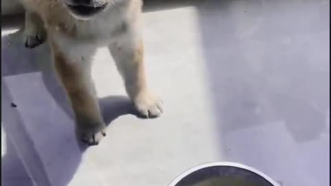 中华田园犬 网友：在单位，我比它还听话，都是为了混口饭吃[呲牙]