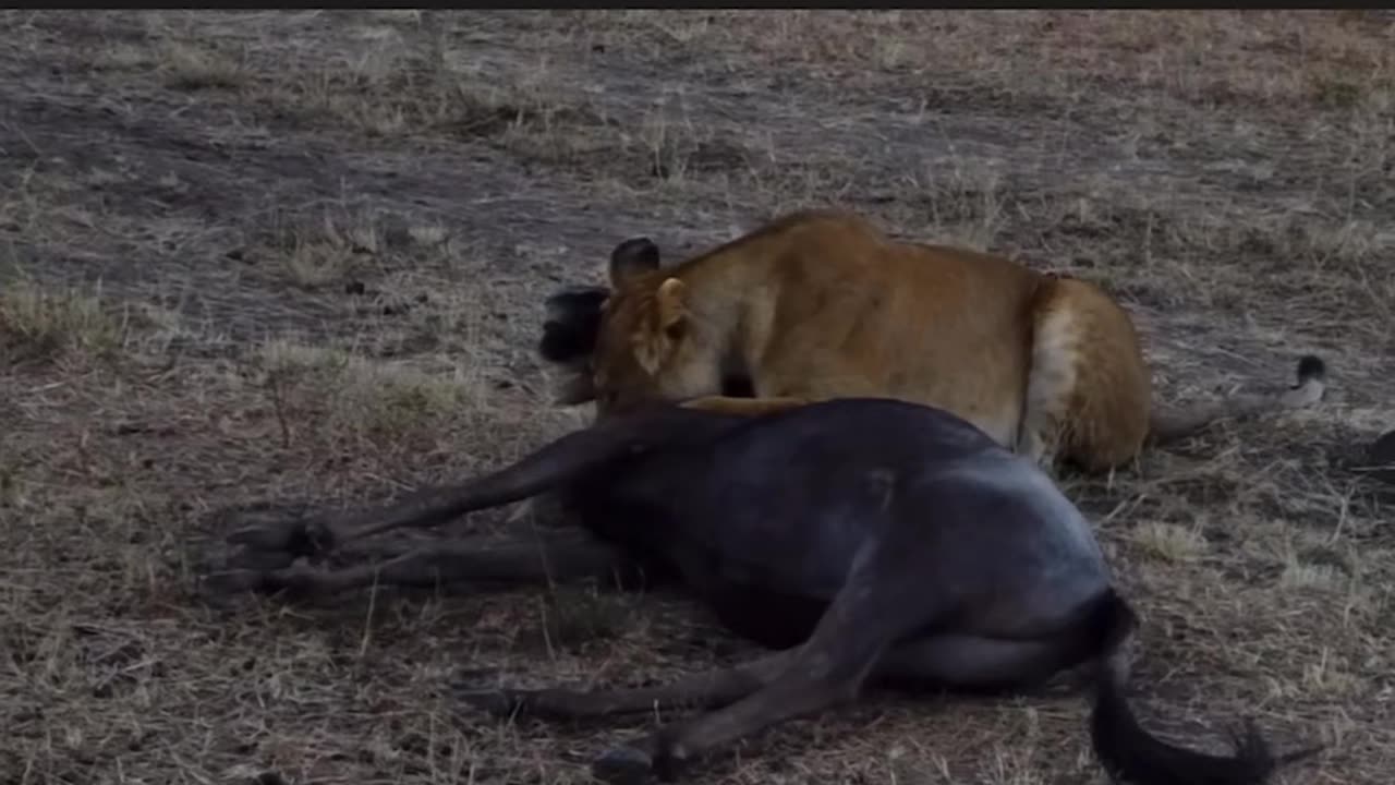 Wildebeest was no match for the lion