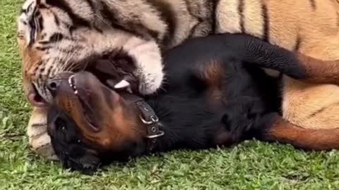 Experience the Power of Love as a Rottweiler and Tiger Defy Differences and Become Best Friends
