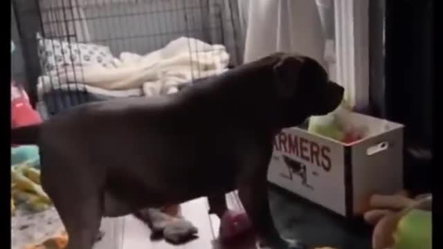 When your dog is more Funny than you | Part 1