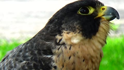 Peregrine Falcon