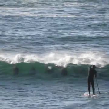 Dolphins enjoy surfing ocean waves and it's very likely they have been doing this