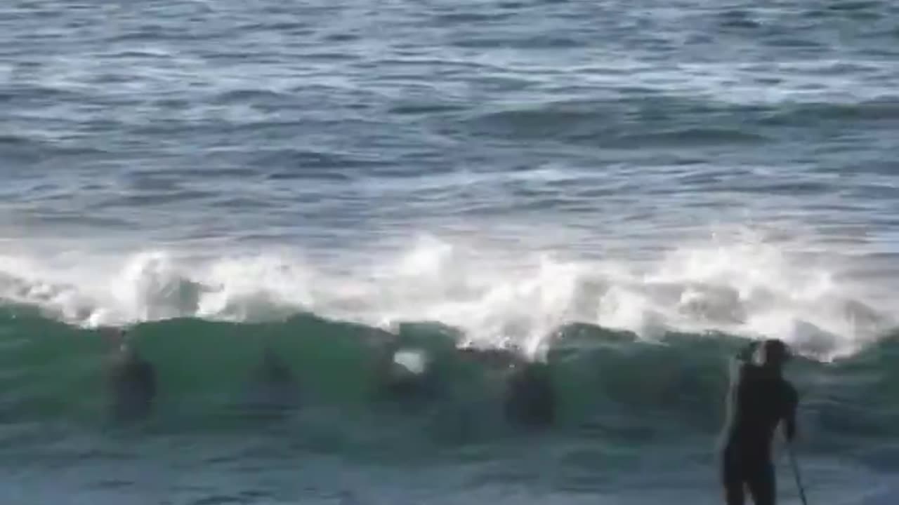 Dolphins enjoy surfing ocean waves and it's very likely they have been doing this