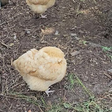 OMC! Two little birdies - One hunting - One preening! #chickens #orpington #hens #shorts #backyard
