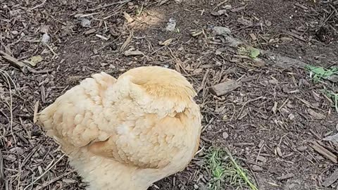 OMC! Two little birdies - One hunting - One preening! #chickens #orpington #hens #shorts #backyard