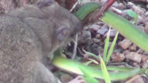 amazing cuica killing snake