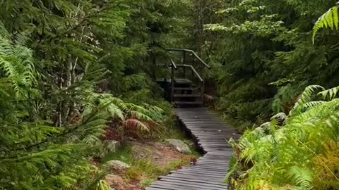 Fairytale path in the forest ✨🌿