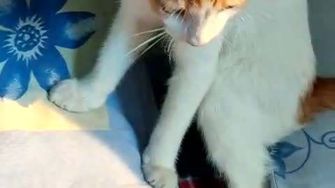 biting game with cat