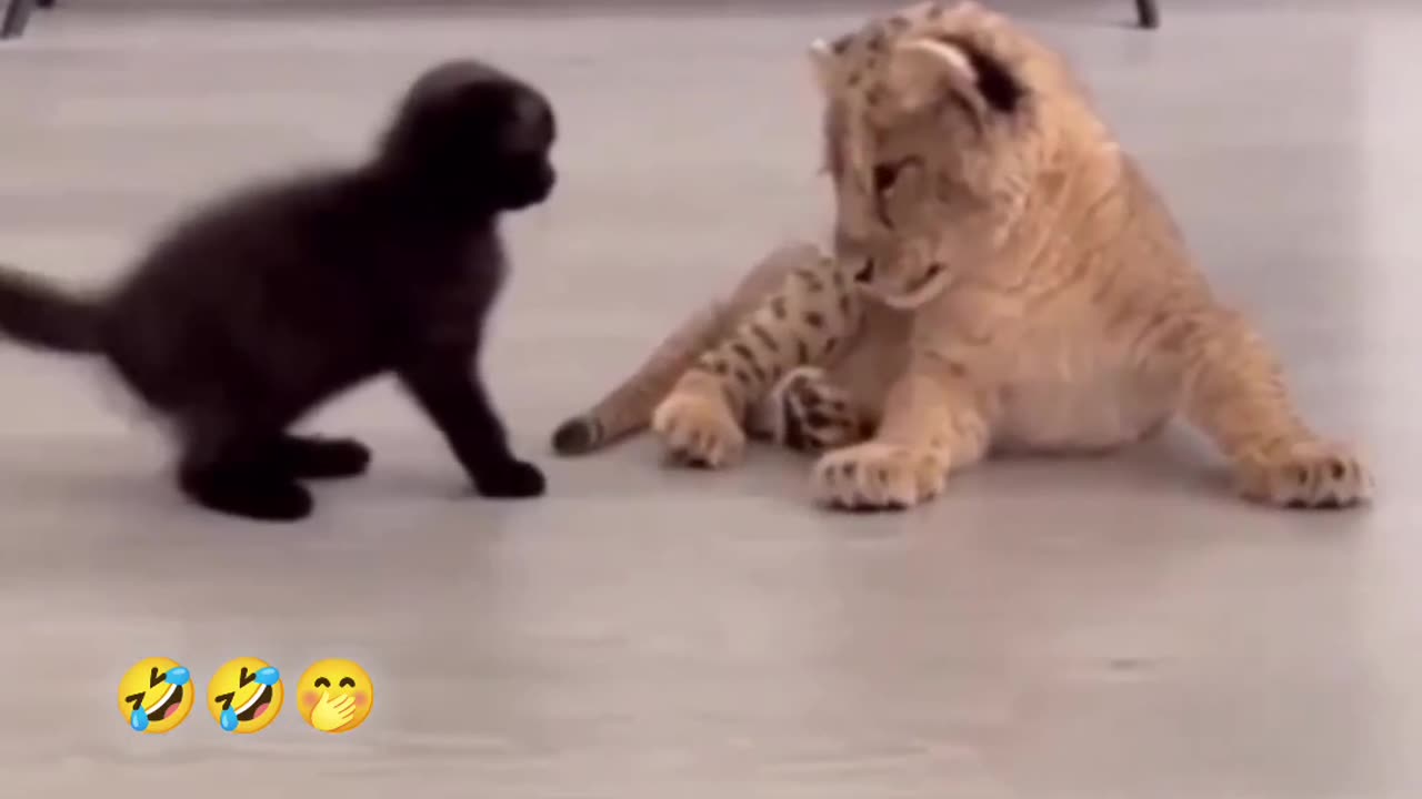 Lion vs Cat fighting| Wait for it