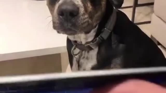 angry dog scolds owner