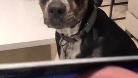 angry dog scolds owner