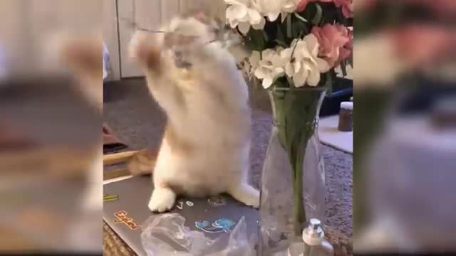 Baby cat funny video| cat funny