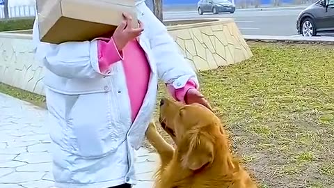 The little golden retriever # # # of pet dog dog is a man