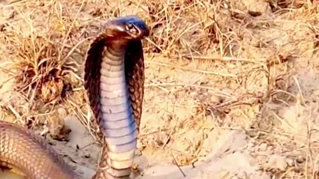 King cobra Vs Lizard #wildanimals #kingcobra #snake #lizard #animals