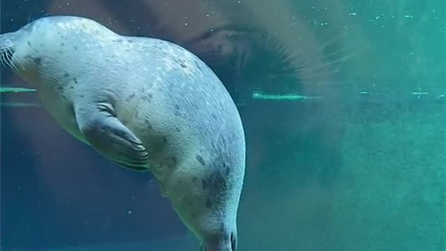 Seals are generally sleep floating in the water,