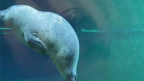 Seals are generally sleep floating in the water,