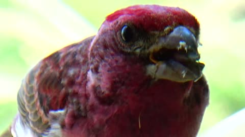 Purple Finch