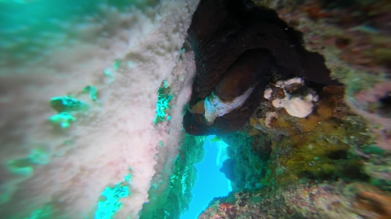 Shy Octopus Arm Regeneration