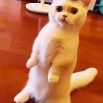 Cute Cat Gif