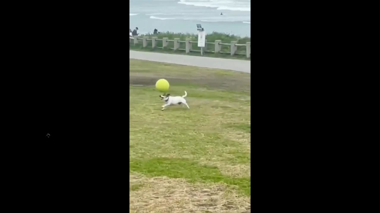 Quick Smile: Dog Has Some Skills