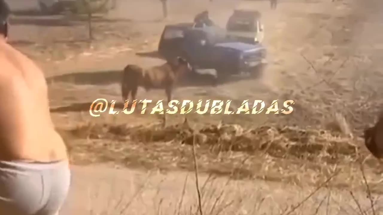 A vingança do touro 😆😆