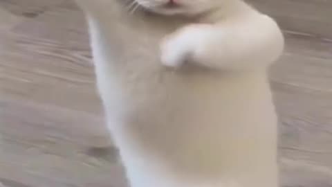 Beautiful cat dances to the beat of the music