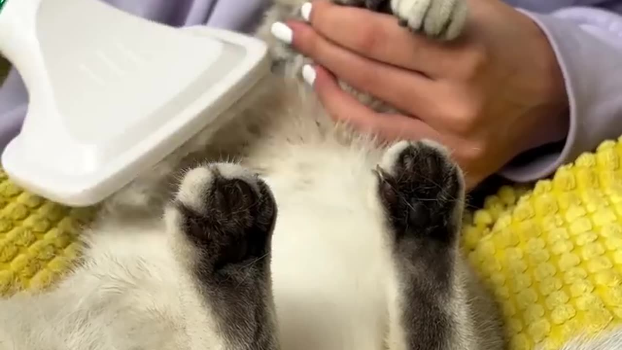 Cleaning Session 🥰😸