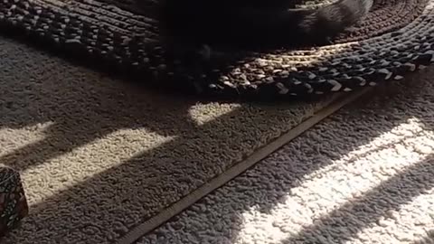 How A Cat Cleans Herself Revealed