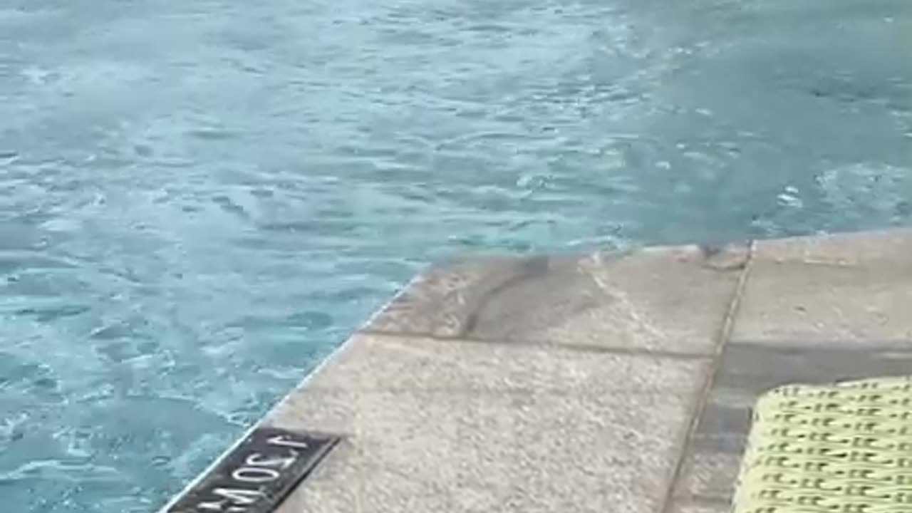 fatty demon pig - 2024 - August 29th - Deleted Youtube Livestream