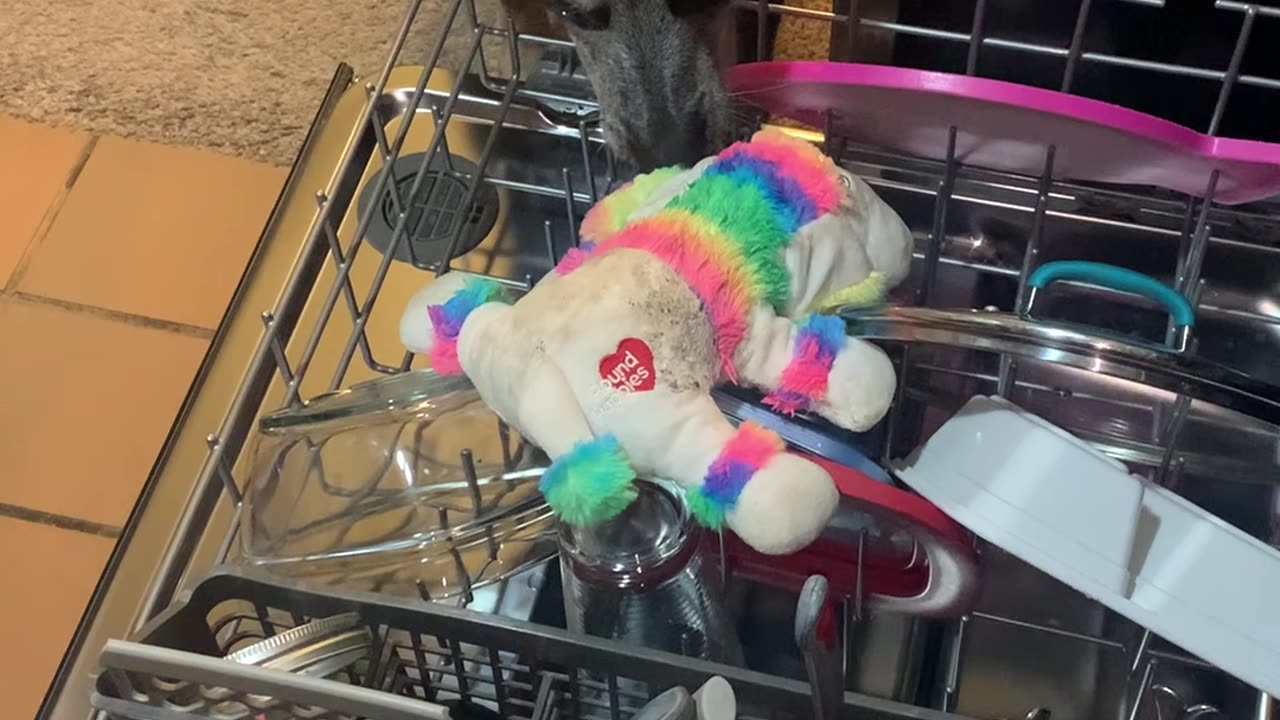 Puppy Wants Her Favorite Toy Cleaned