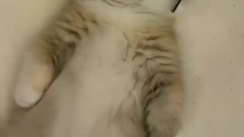 Sleeping cat