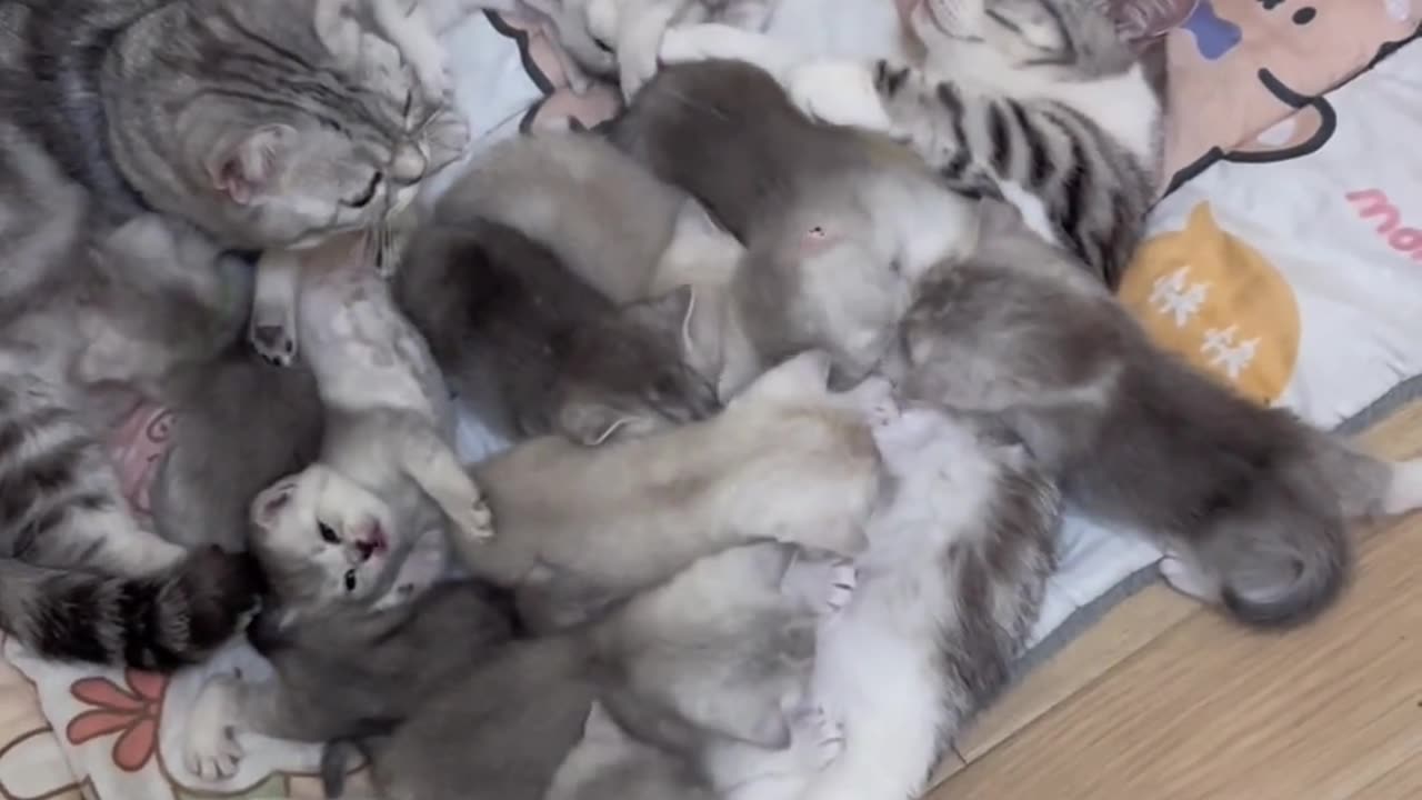 cat: If I had known, I wouldn't have had so many kittens.
