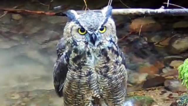 Great Horned Owl