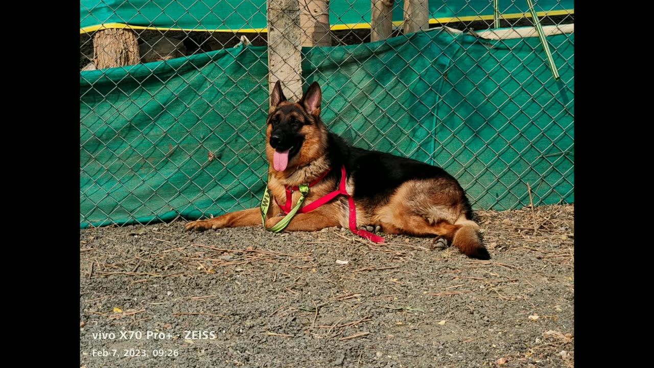 top quality german shepherd dog for stud service in telugu/8179439809 /aj pets