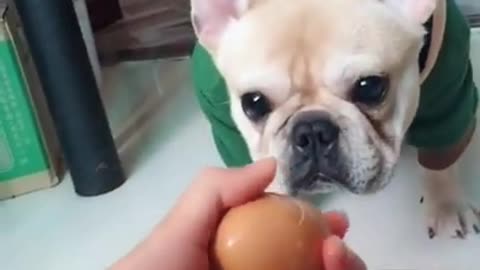 funny baby dog moments