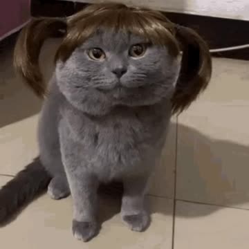 Female Cat Gif 💄