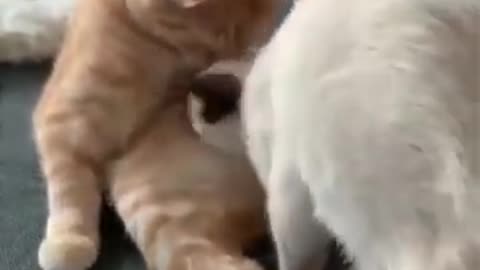 Funny Cat