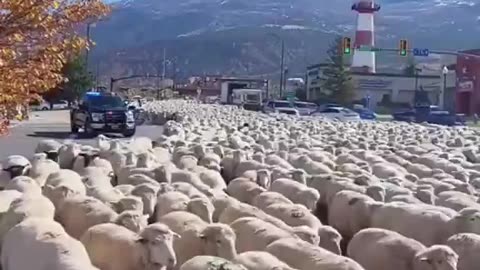 Sheep Take Over