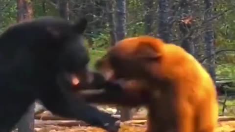 Animal: Bear vs bear