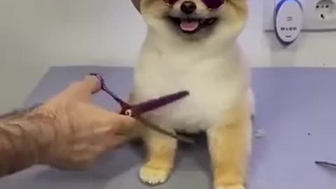 dog grooming